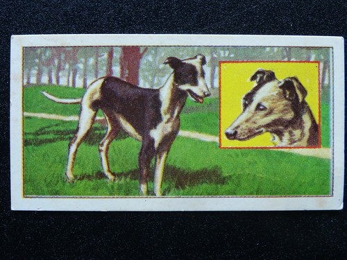 Whippet puppies by - no.29,
