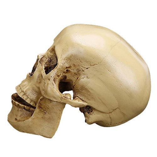 Gothic replica model - gothic, skull