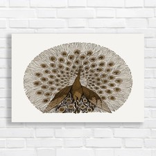 Vibrant Peacock Sepia Canvas