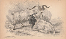 1843 Hand Coloured Print of