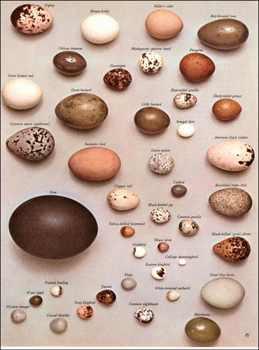 1964 vintage print - 1964, bird
