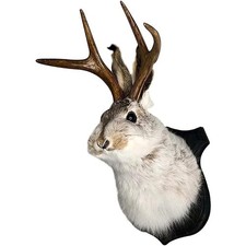 Jackalope Mount, Jackalope