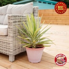 Large 3 - 4 ft tall Patio Yucca Adams Needle Palm Tree Garden Evergreen Plant