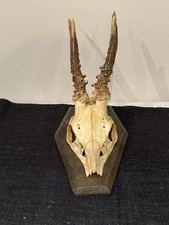 Roe Deer Skull Mounted