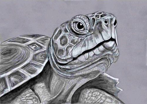 Original pencil artwork - , art