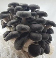 Mushroom Spawn / Seed  - Black Pearl Oyster Mushroom
