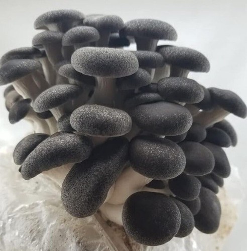Mushroom spawn seed - spawn, black