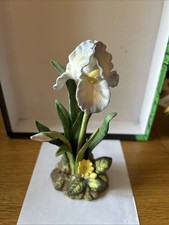 Royal Osborne Flag Iris With