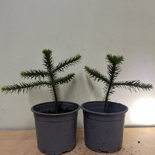 Spikey tree sapling - tree,
