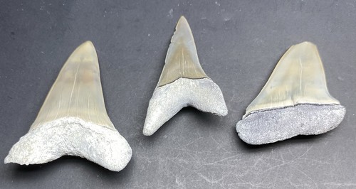 Fossil sharks teeth lee - fossil,