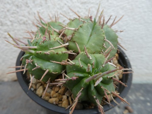 Euphorbia meloformis shown - euphorbia, in