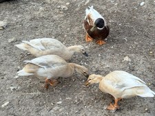 6 Pure Butterscotch Call duck