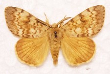 🦋 Gypsy Moth (Lymantria dispar) – Authentic British Specimen