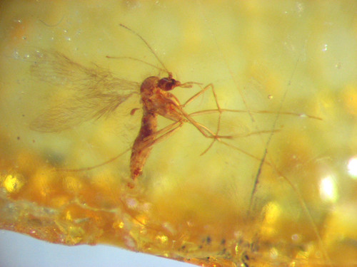 Pliocene amber kenya africa - pliocene,