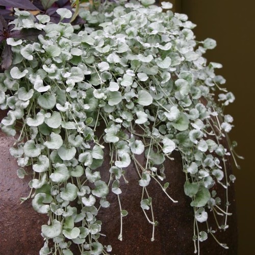 Dichondra silver - dichondra, ‘silver