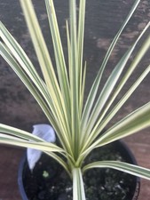 CORDYLINE AUSTRALIS LIME