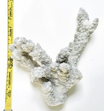 Antique Vintage Large Natural