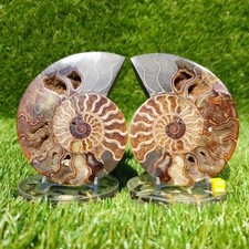 Polished ammonite large fossil