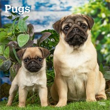 Pugs Calendar 2026 | Square
