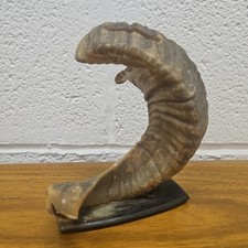 Vintage Mounted Ram Horn 15cm High