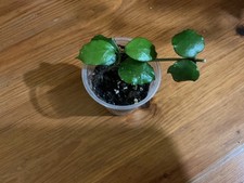 Hoya endauensis plant