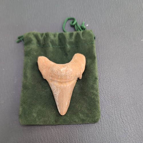 Fossil shark tooth million - fossil,