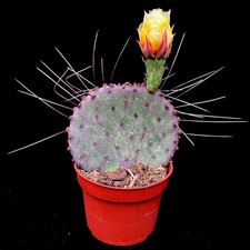 1 x rooted Pad rooted Azure Santa Rita Prickly Pear Cactus 10-12cm Pad 10cm pot
