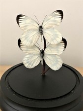Butterflies in glass dome
