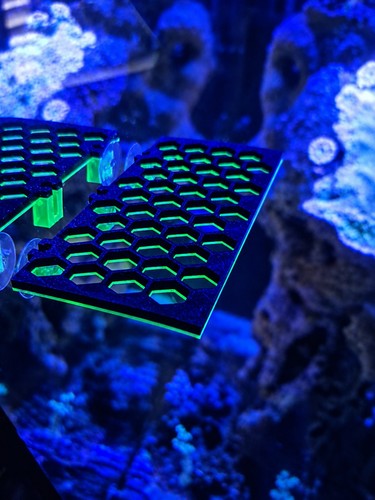 Custom marine aquarium coral - marine,