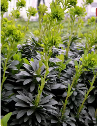 Euphorbia robbiae wood - 5x,