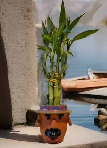 Lucky bamboo inches - 6,