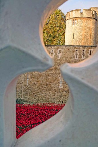 Tower london poppies - poppies, blood