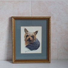 Robert may yorkshire terrier - robert,