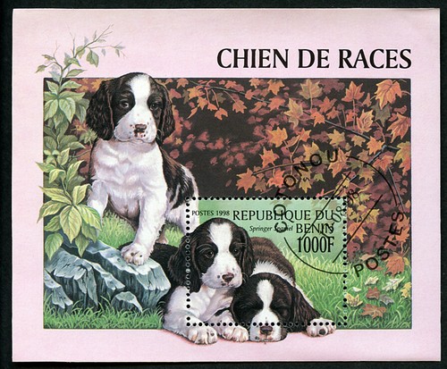 English springer spaniel - springer,