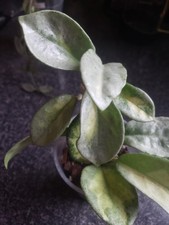 Hoya Argentea Princess 5