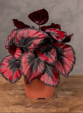 Begonia Red Kiss Houseplant In
