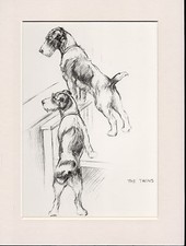 WIRE FOX TERRIER DOGS OLD