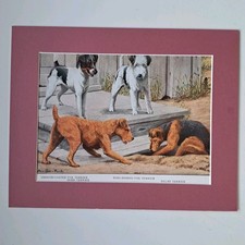 Fox Terriers, Irish Terrier &