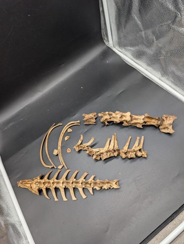 British roebuck spine - british, skeleton