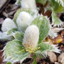 1 Salix nakurayama Yezoalpina