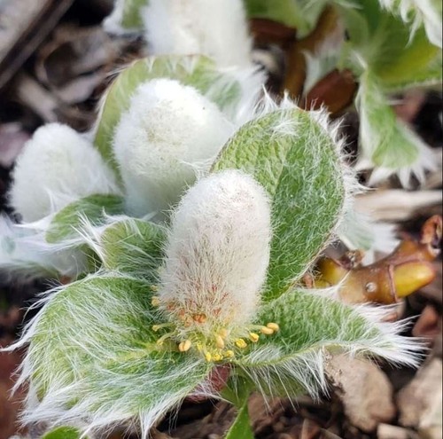 Salix nakurayama yezoalpina - 1,
