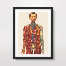 VICTORIAN DOCTORS ANATOMY
