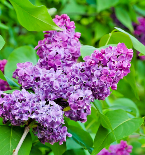 Sale x syringa amethyst - 2,