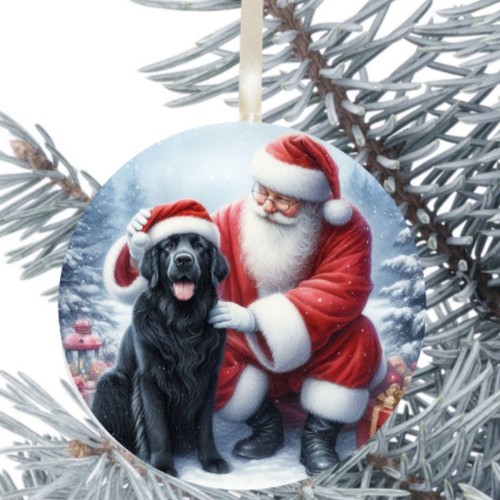 Flat coated retriever - coated, dog