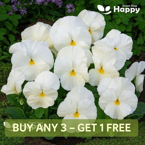Pansy swiss giant white lady - swiss,