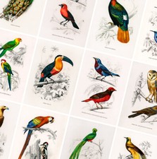 Vintage Birds Prints - Animal Posters - A4 A3 A2 - Antique Home Decor - Wall Art