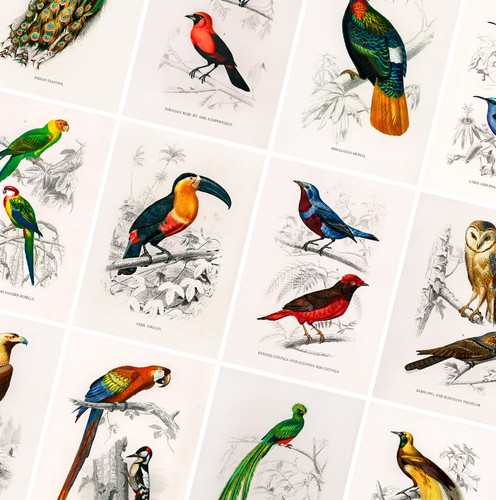 Vintage birds prints animal - birds,