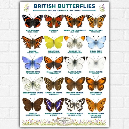 British butterflies poster - poster, a3