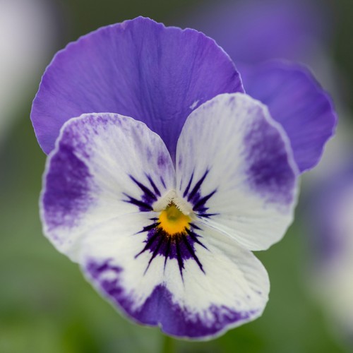 Winter flowering viola delft - winter,
