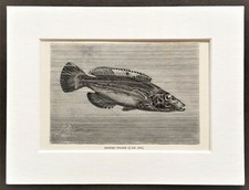 Striped Wrasse Fish Print - 1893 Mounted Antique Black & White Engraving